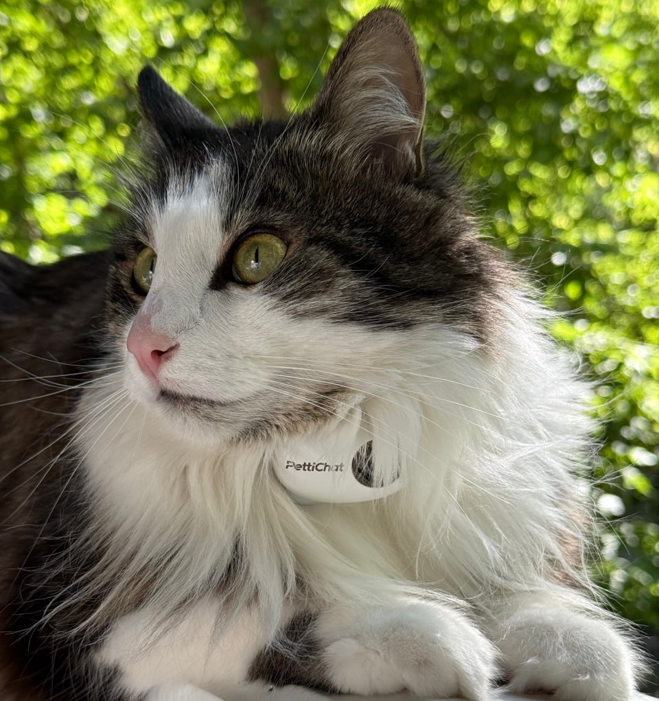 Кошка с устройством PettiChat на ошейнике